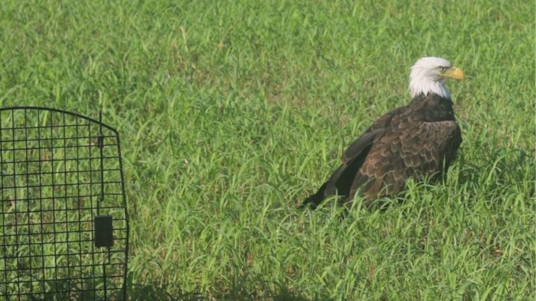 Missouri Rescuers Save An “Injured” Bald Eagle, Then Discover The Hilarious Reason He Can’t Fly