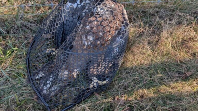 Pennsylvania Family Finds Motionless Creature In The Grass And Realizes Something Is Very Wrong
