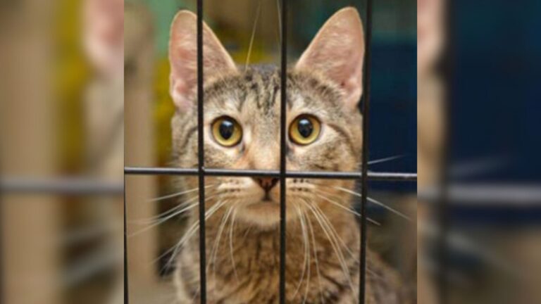 Iowa Shelter Cat Waited His Whole Life For A Chance, Then One Encounter Made It Happen