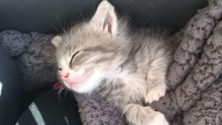 LA Woman Kept Hearing Faint Cries In Her Neighborhood, So She Went To Investigate