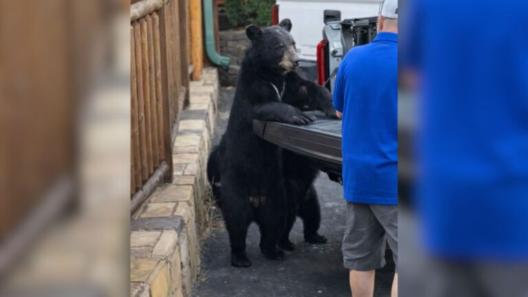Tennessee Family Watches In Disbelief As Bear Approaches Their Truck And Steals Their Groceries