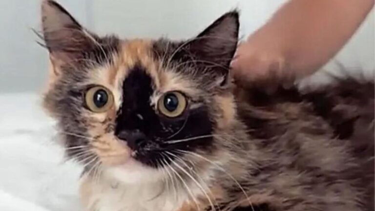 Florida Couple Brings Home A Stray Cat, Then Notices Something Intriguing