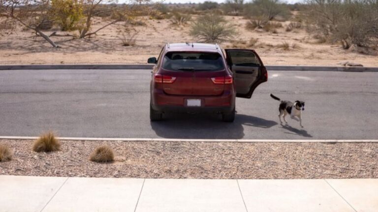 Dumped On The Road In Arizona, Dog Chases His Owner’s Car, Hoping It’s Just A Mistake