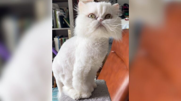 NY Woman Opens Her Home To A Senior Cat And Gets An Unexpected Surprise