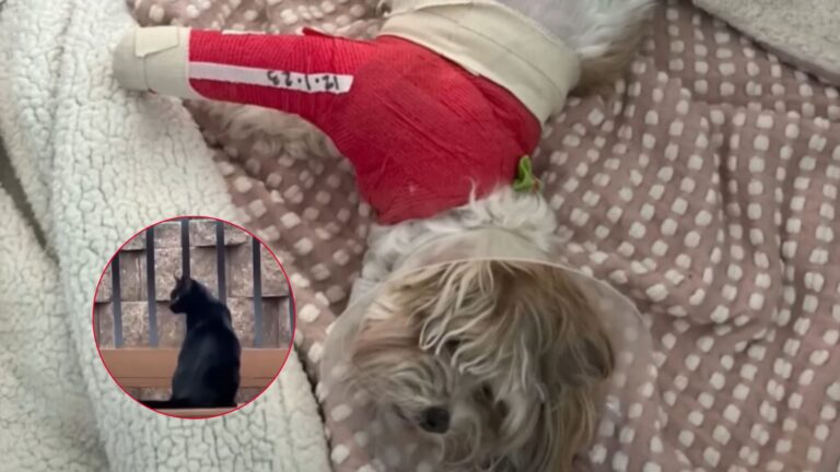 You Won’t Believe How This Cat Protected A Dog From A Coyote Attack In Oklahoma