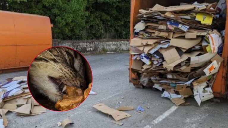 New Jersey Workers Respond To Faint Cries And Make Heart-Stopping Find In Cardboard Compressor