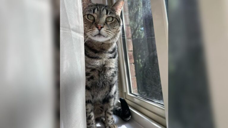 New Jersey Woman Scoops Up A Starving Cat From The Street And Makes His Biggest Dream Come True