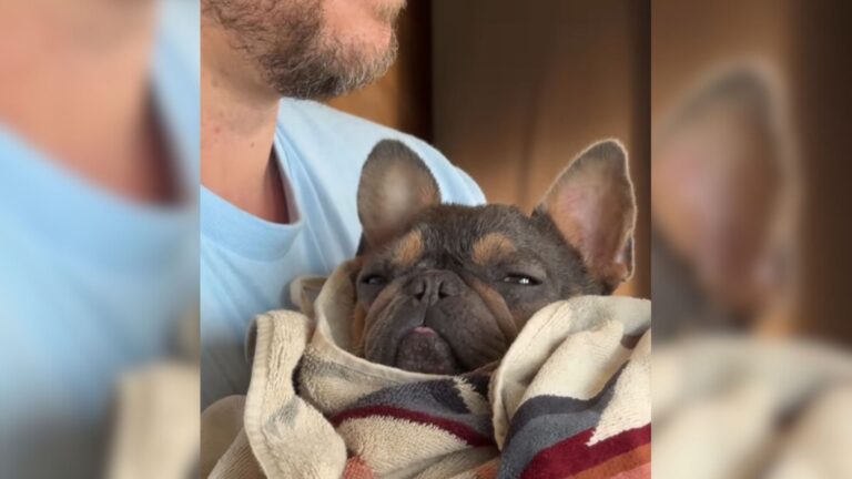 Oregon Dog Once Used For Breeding Gets To Spend The Rest Of Her Life As Spoiled Daddy’s Girl