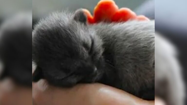 Ohio Woman Rescues A Struggling Kitten Only to Discover A Shocking Truth Three Months Later