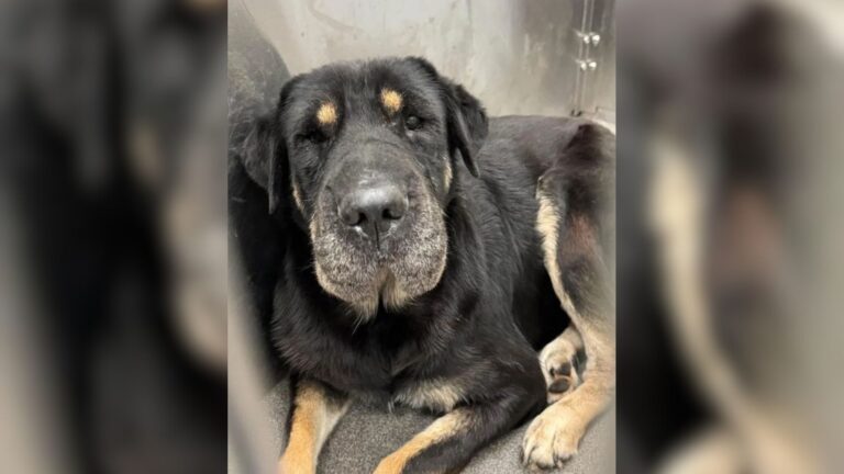 Dallas Shelter Pup Escapes Euthanasia At Last Minute After Stranger Spots ‘Something Familiar’