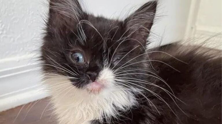 Orlando Family Stunned When Winking Kitten Shows Up At Their Door, Begging For A Second Chance
