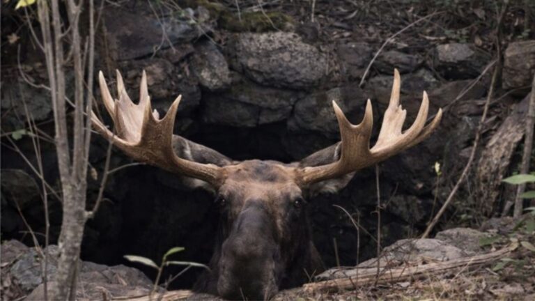 Maine Homeowner Spots Giant Antlers Sticking Out Of Brush, Then Discovers A Shocking Scene