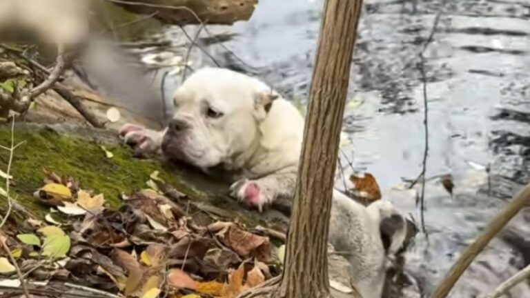 Dog Stuck In Icy Creek In Pennsylvania Needed Epic Rescue To Get Free And That’s What He Got