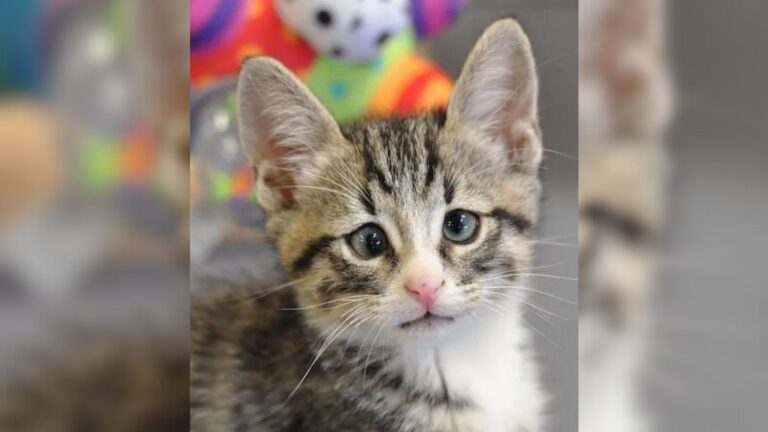 This San Diego Kitten Looks Worried, But His Rescue Shows Just How Special He Really Is