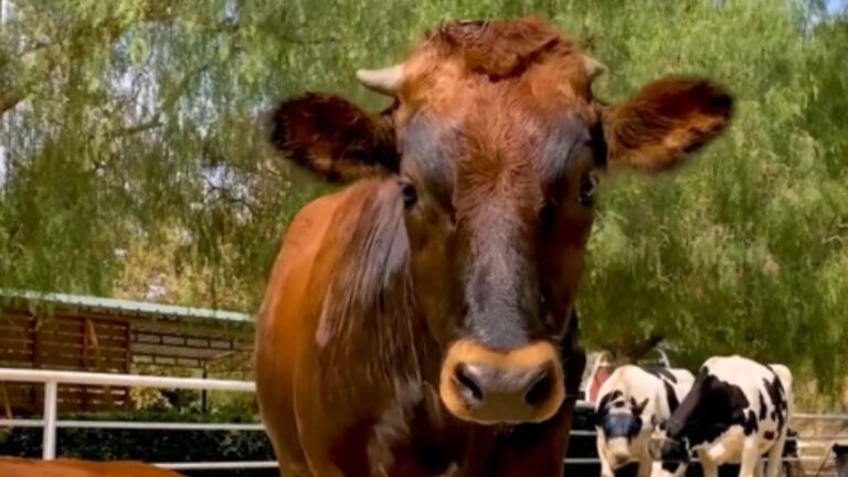 California Farm Calf Has A Special Little Companion And You’ll Never Guess What It Is