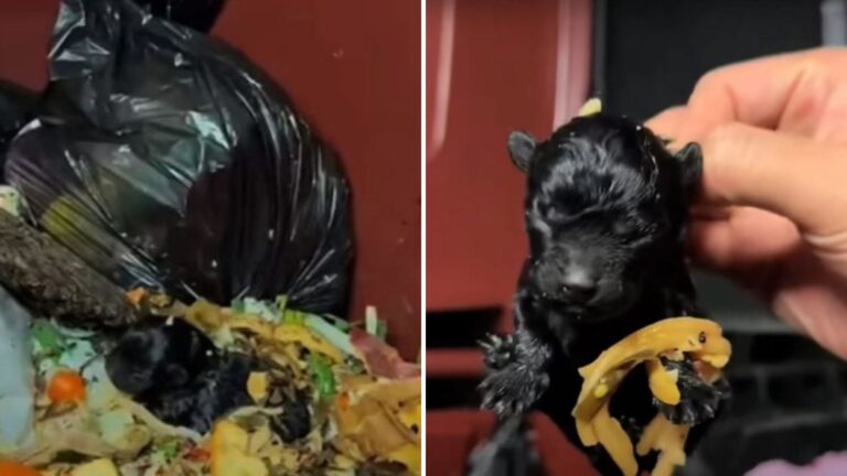California Man Investigates Strange Cries From Trash Can Only To Make A Heartbreaking Discovery