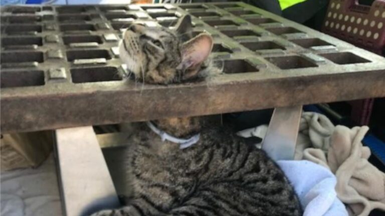 Massachusetts Resident Spots Helpless Cat Running Out Of Strength While Trapped In Drain Grate