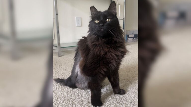 LA Actress Adopts Terminally Ill Cat For Its Final Days And Ends Up Witnessing A Miracle