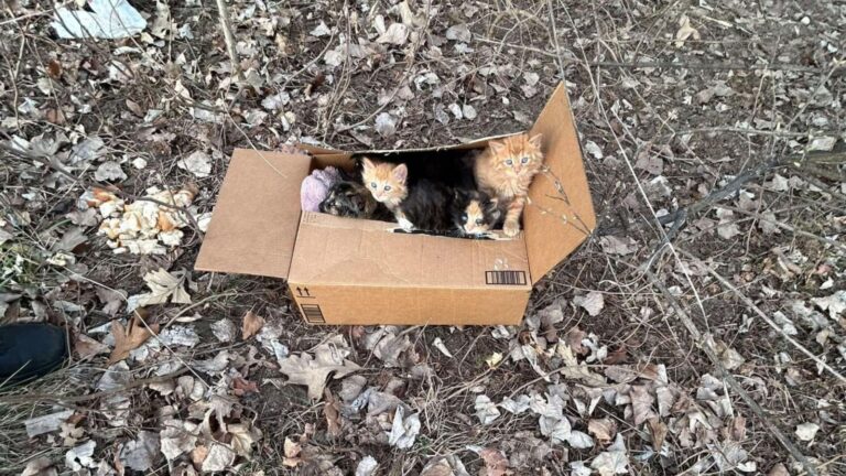 Cardboard Box Sitting In Ohio Park Reveals Dozens Of Desperate Little Eyes