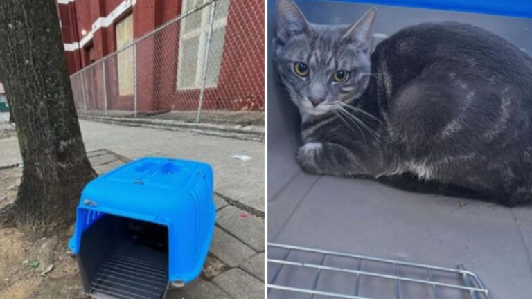 Blue Carrier Left On NY Sidewalk Hides A Little Furry Soul, Abandoned And Terrified