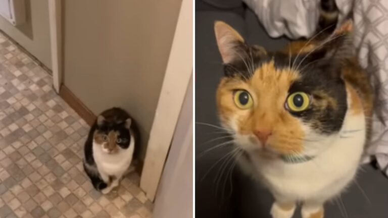 Montana Family Adopts Quiet Shelter Cat And Can’t Believe What Happens At Home