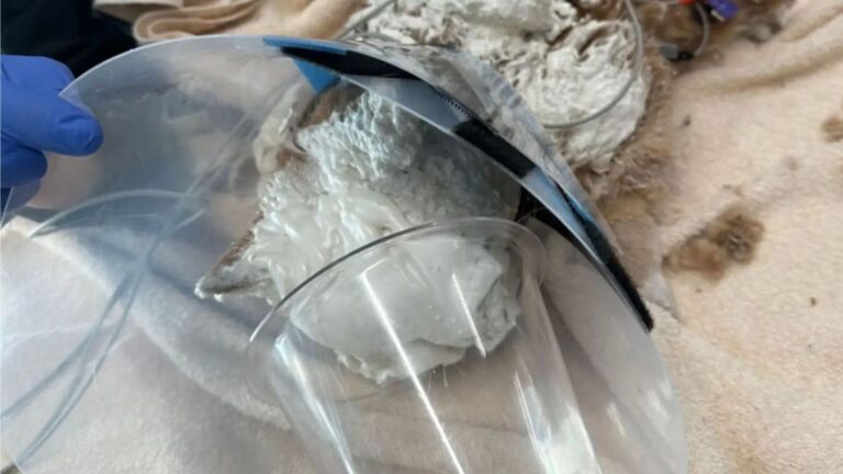 Massachusetts Vets Freeze After Spotting A Tiny Creature Covered In Insulation Foam