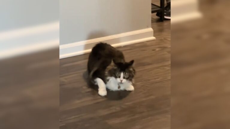 Florida Cat Does Special “Drive-By” Zoomies And It’s Impossible Not To Smile