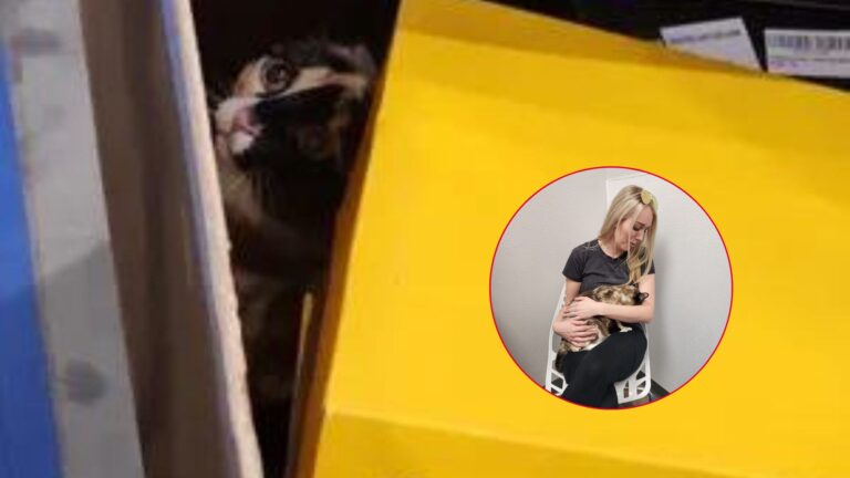 Utah Cat Crawls Into Amazon Return Box And Accidentally Ships Herself Across State Lines