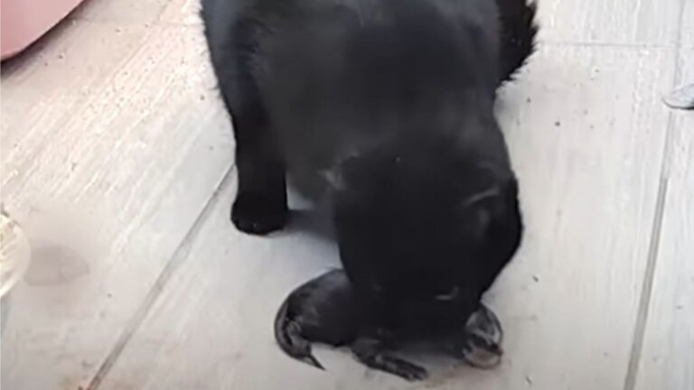 Ohio Woman Opens Her Home To A Stray Cat, Then Her Nanny Cam Catches A Sweet Surprise