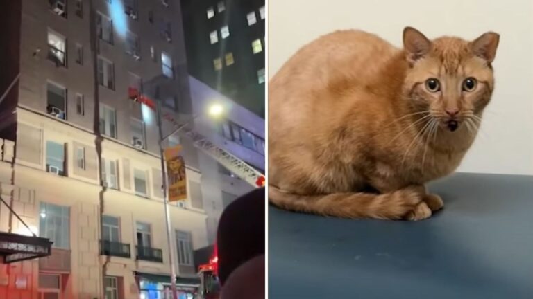 NY Man Watches In Shock As His Cat Pulls Off Jaw-Dropping Jump From 3rd Floor To Escape Fire