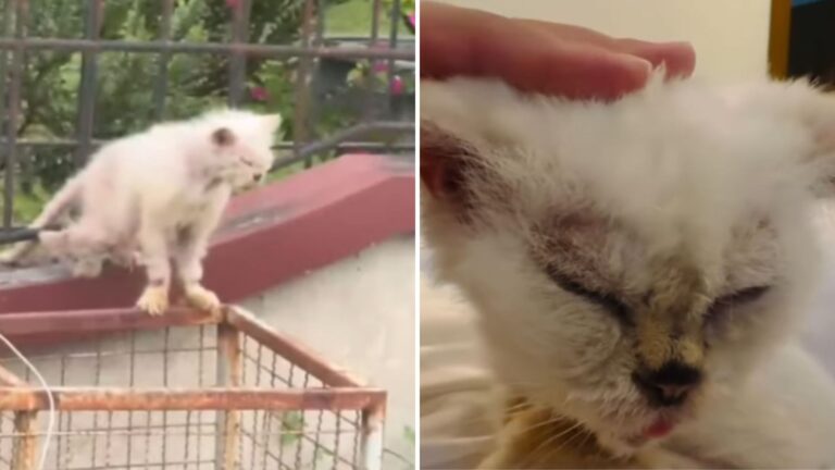 Locked Away For 13 Years In Texas, This Cat’s First Taste Of Freedom Is So Emotional