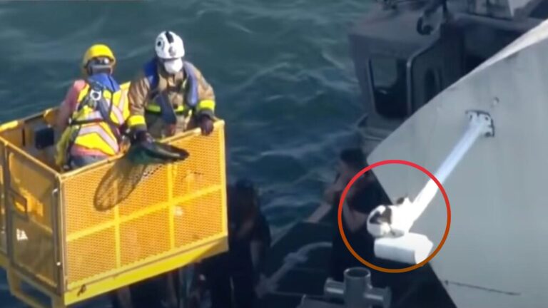 Florida Firefighters Rush To Rescue Cat Stuck On A Bridge, Then Things Take A Hilarious Turn