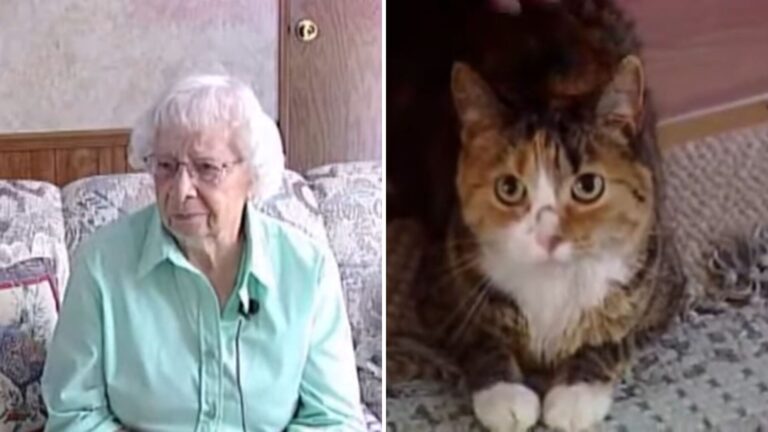 Cat Risks Her Life To Defend Her 97-Year-Old Owner From Four Pit Bulls In Michigan
