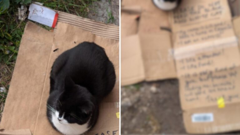 Ohio Man Spots ‘Stray’ Cat Sitting Sadly, But Wait Till You Read The Note Beside Her