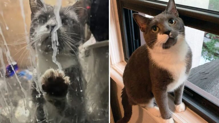 Cat Survives Months Trapped In Abandoned Brooklyn Shop, Then Someone Finally Hears His Cries
