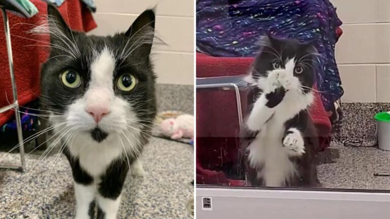 Adorable Cat Tries To Catch Hearts With His Irresistible Dance At New York Shelter