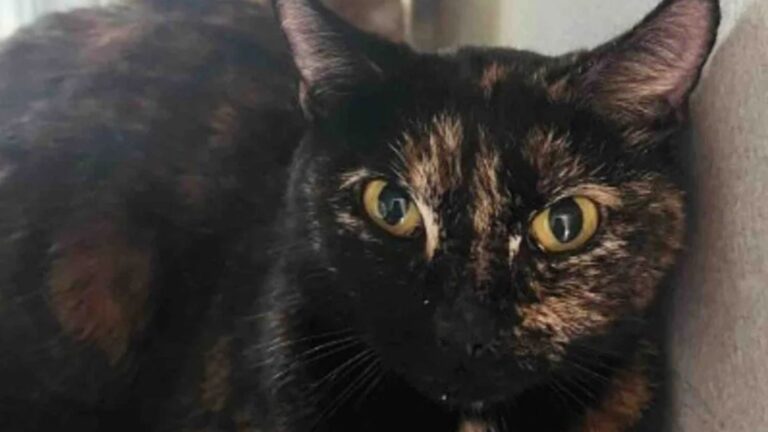 Cat Wandering Around North Carolina Tire Shop Shows Up With The Most Adorable Surprise