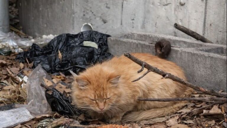 Cat Who Slept On Leaves On NYC Streets Finally Finds A Safe Place To Rest His Weary Paws