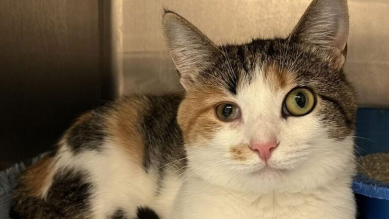 Ohio Cat With Mismatched Eyes Endures So Many Rejections Before Number 8 Changes Everything