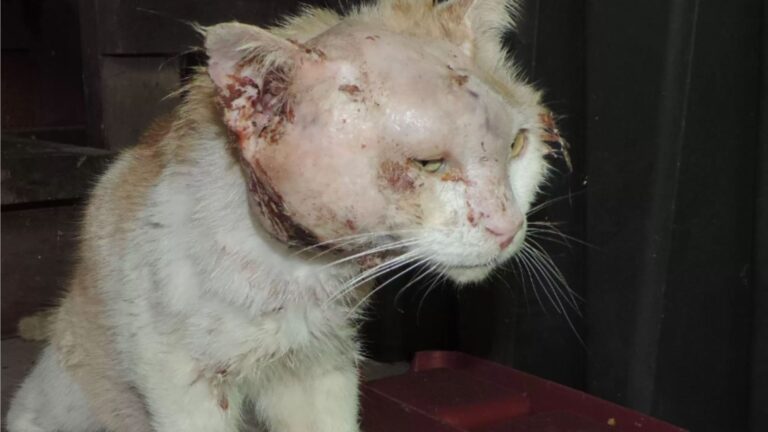Cat With Shocking Injuries Wanders Into A Driveway In Tennessee And Finds His Hero