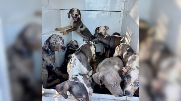 Florida Rescuers Shaken After Discovering 20 Catahoula Dogs Barely Living In Breeding Nightmare