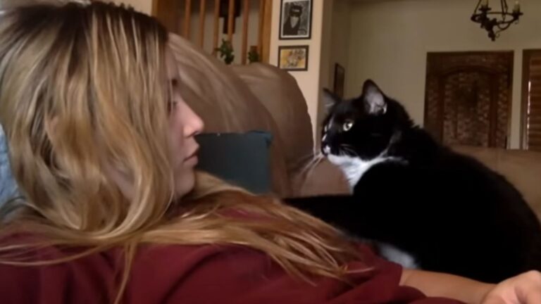 Georgia Woman Captures Her Cat’s Adorable Way Of Asking For Pets And We’re Obsessed