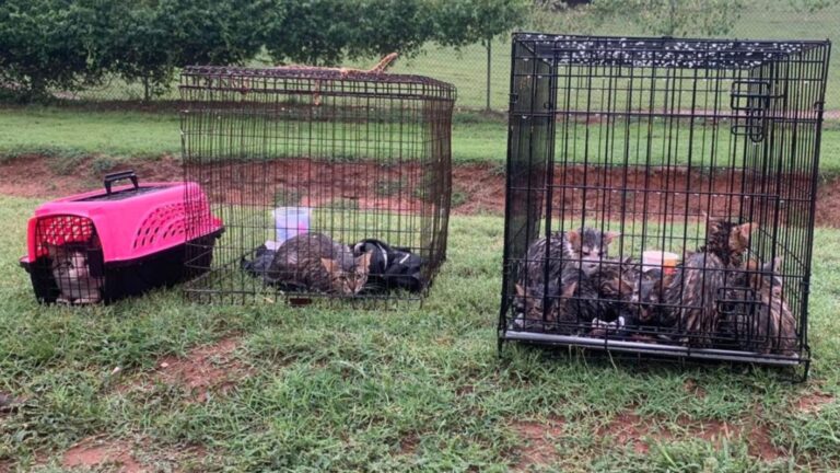 Over 15 Cats Dumped In Cages During Cold Rainy Night Outside Oklahoma Sanctuary