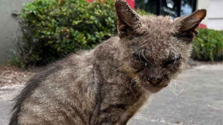 Florida Woman Finds Feral Cat In Dire State And Gives Him His First Taste Of Love And Care