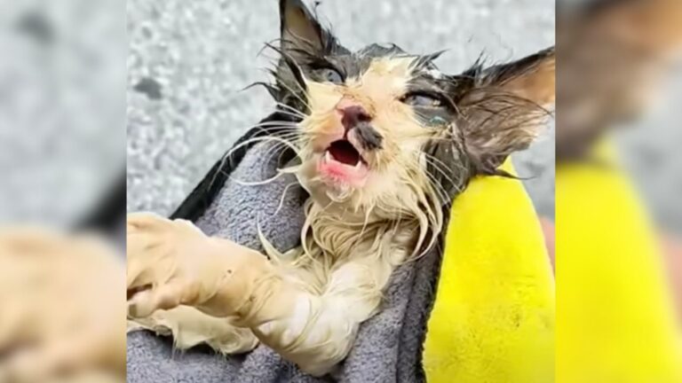 Ohio Man Stumbles Upon Frozen Kitten Lying On The Street And Drops Everything To Save Him