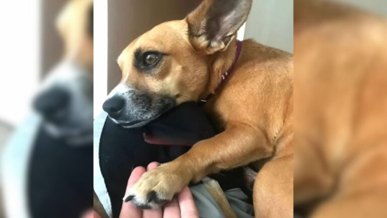Virginia Woman Notices A Lonely Puppy Chained In A Backyard And Follows Her Heart