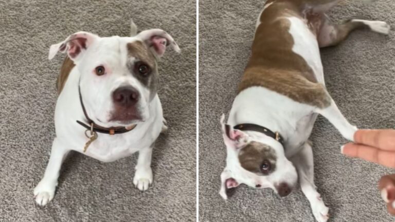People Can’t Stop Talking About This Chicago Pup’s Hilariously Dramatic Act