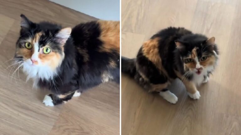 LA Woman Thought Her Cat Was Deaf, What She Learned Next Left Her Completely Off Guard