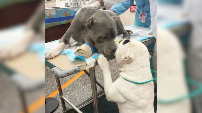 Colorado Dogs Separated After Tragic Loss Finally Reunite And We Can’t Hold Back Tears