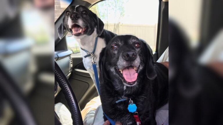 Indiana Vet Stunned By Man’s Request To Put Down His Two Dogs Because Of His Girlfriend